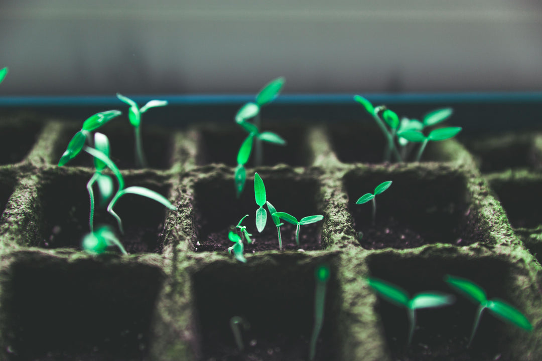 Stop Watering Dead Plants