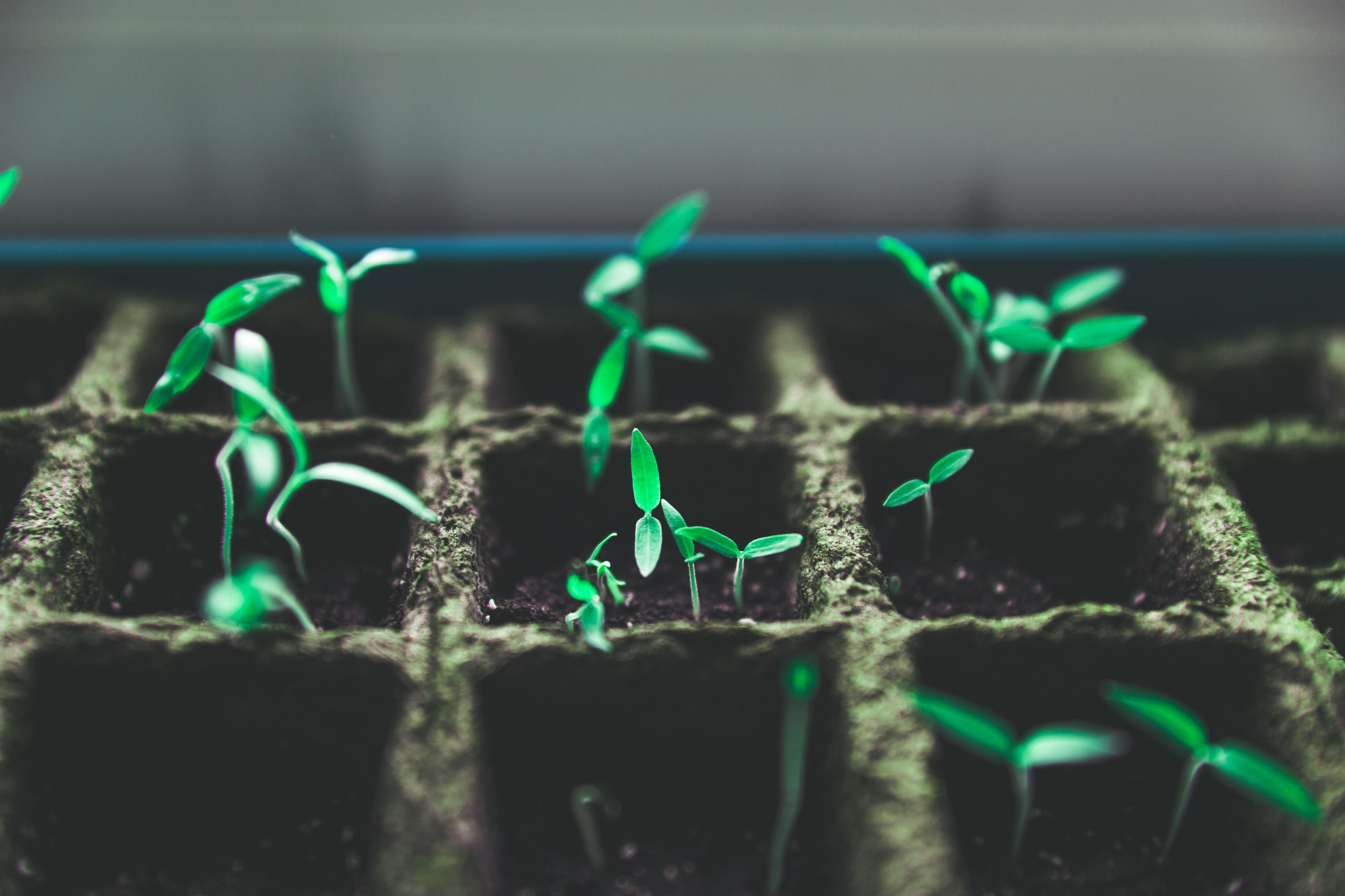 Stop Watering Dead Plants